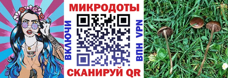 хочу наркоту  Камышин  даркнет какой сайт  Галлюциногенные грибы Psilocybe 